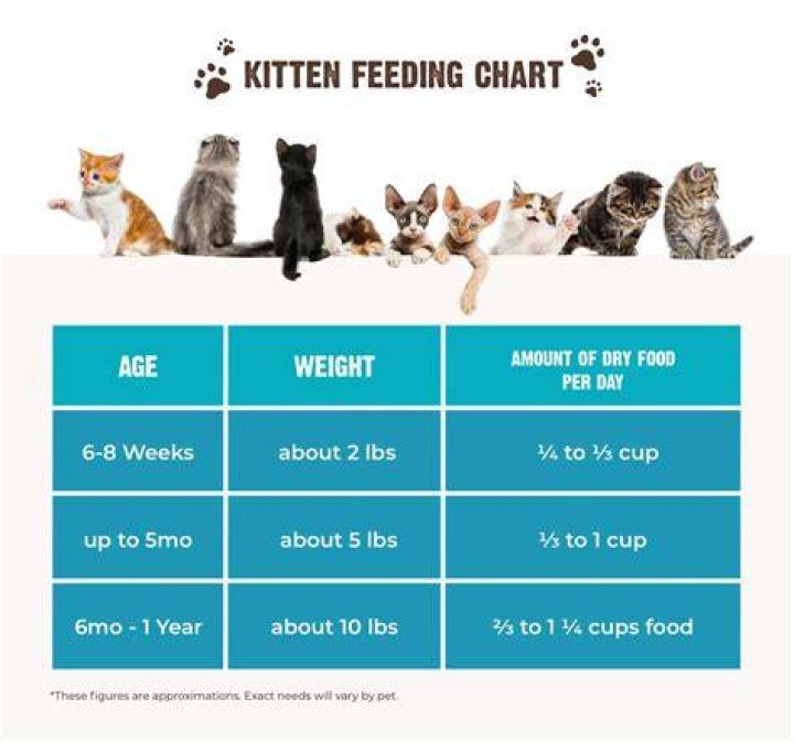 What is weaning a kitten?