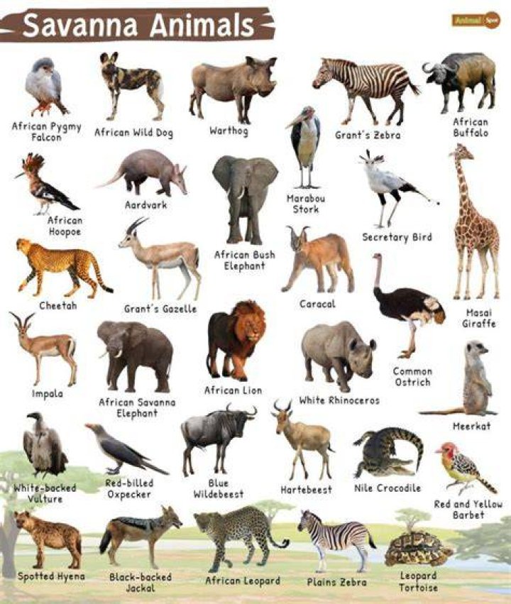What kind of animals are in the Louisiana swamps?