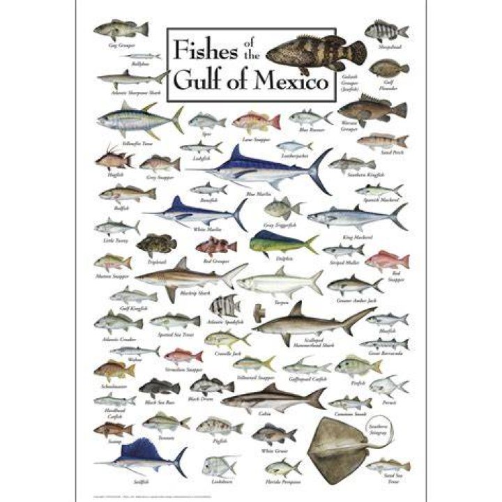 What kinds of fish are in the Gulf of Mexico?