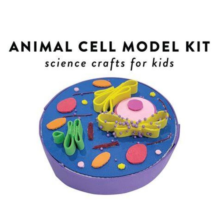 What materials can I use to make an animal cell model?