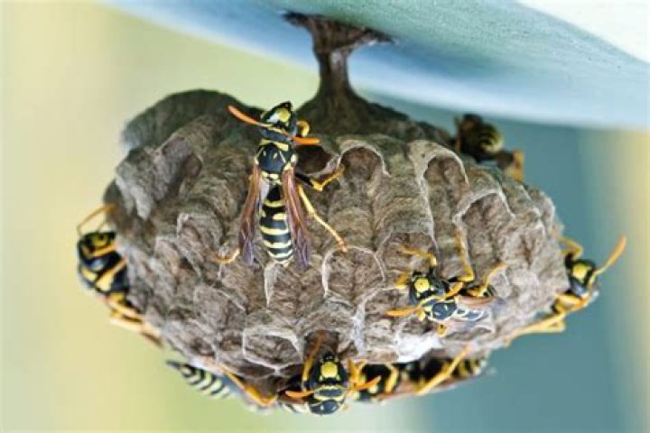 What month do bees build nests?
