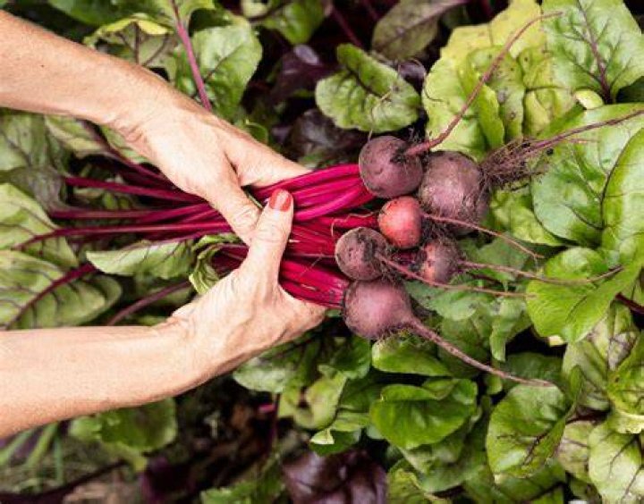 What month should beets be planted?