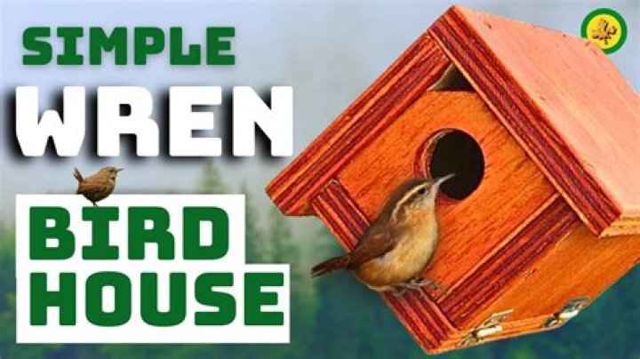 What noise does a House Wren make?