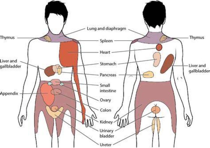 What organ is mid back left side?