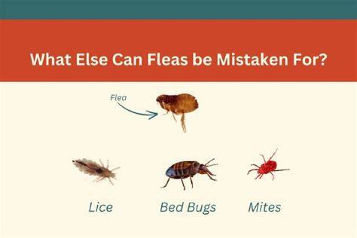 What parasite looks like a flea?