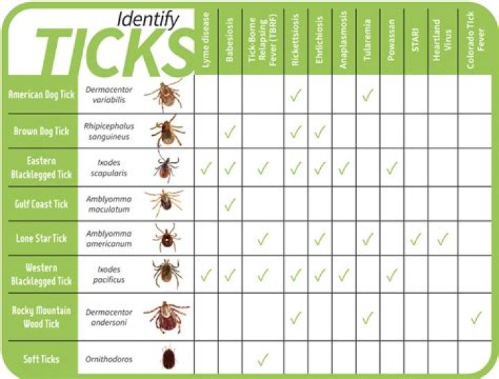 What percentage of ticks carry disease in Michigan?