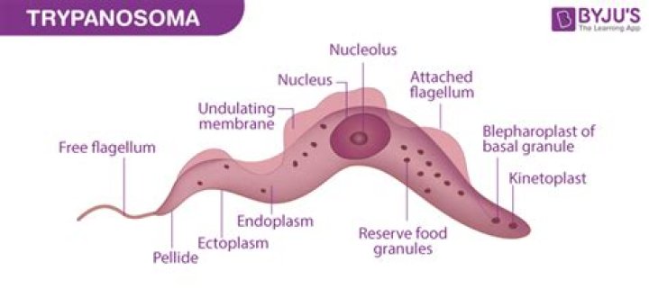What phylum does Trypanosoma belong to?