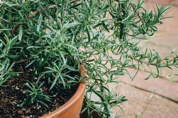 What plants look good in pots all year round?