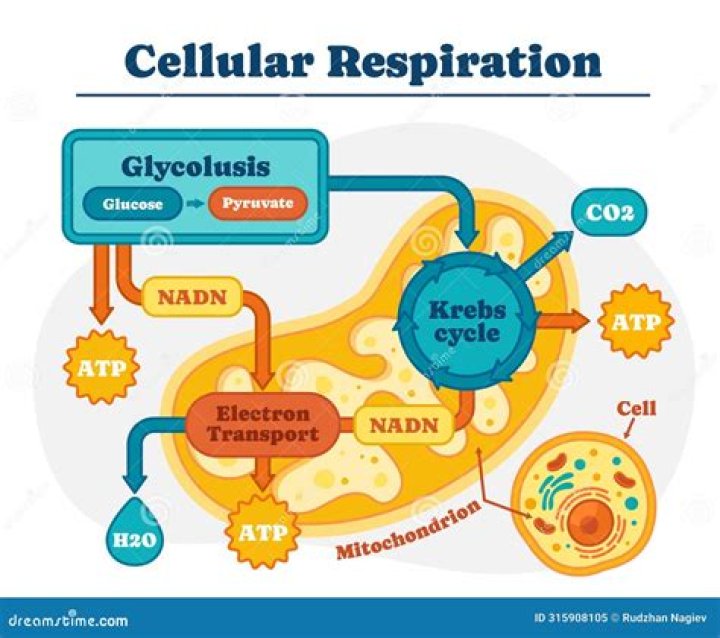 What products of glycolysis are used in cellular respiration?