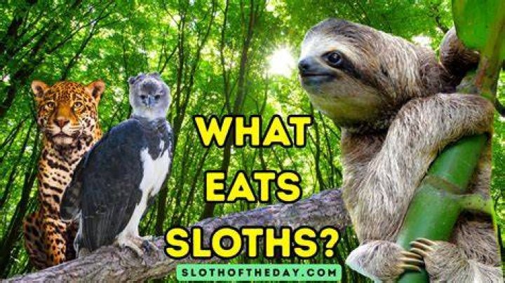 What Samantha eats in a day?