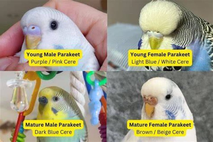 What should I do if my parakeet lays eggs?