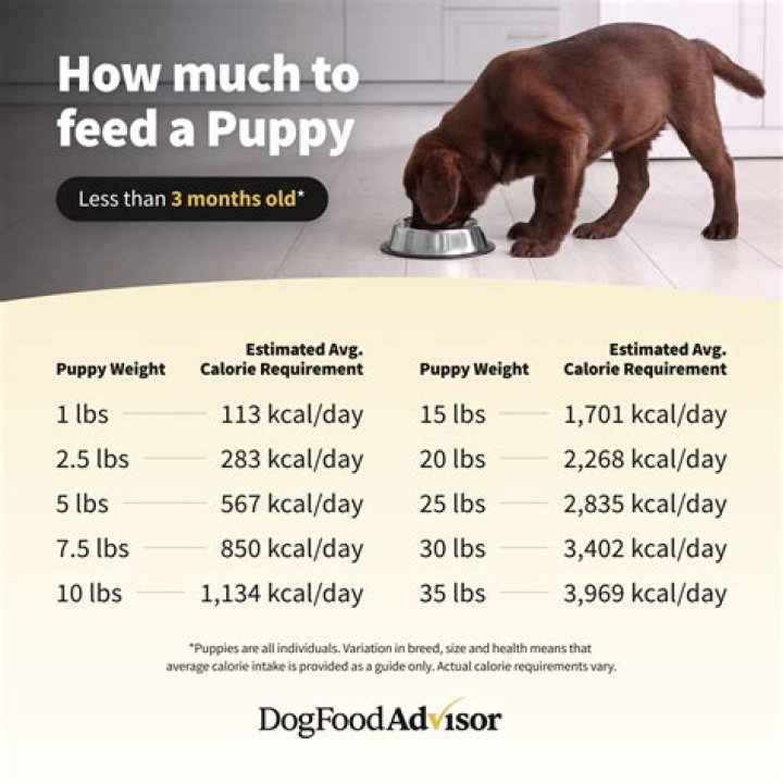 What Should I Feed My Great Pyrenees puppy?