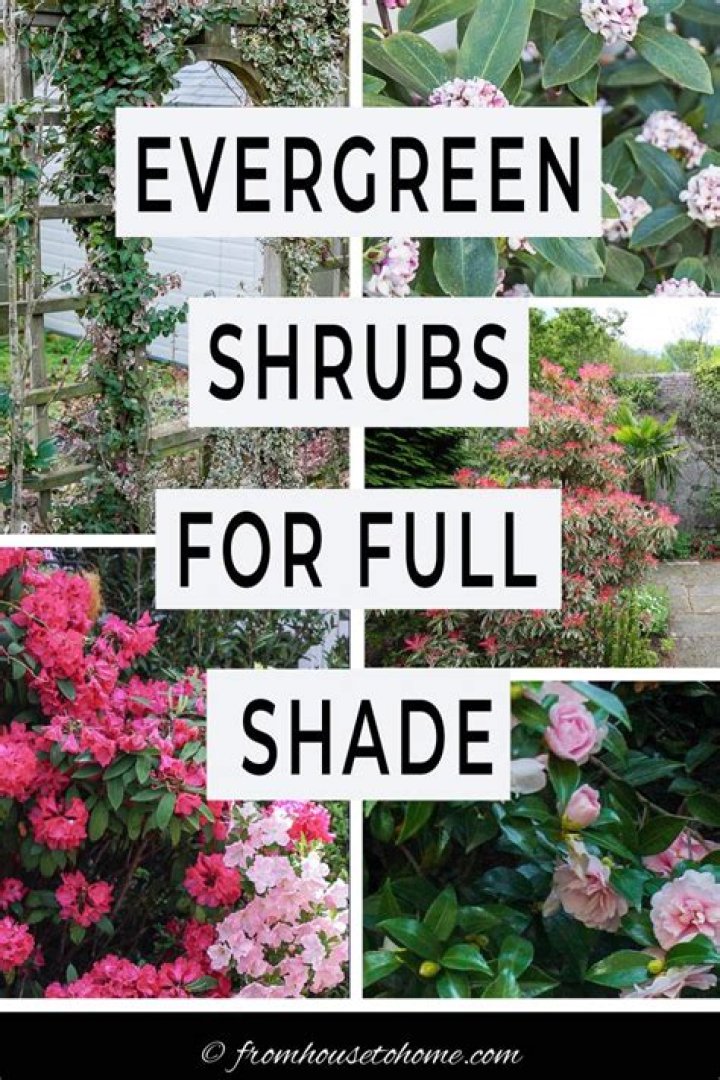 What shrubs grow in full shade NZ?
