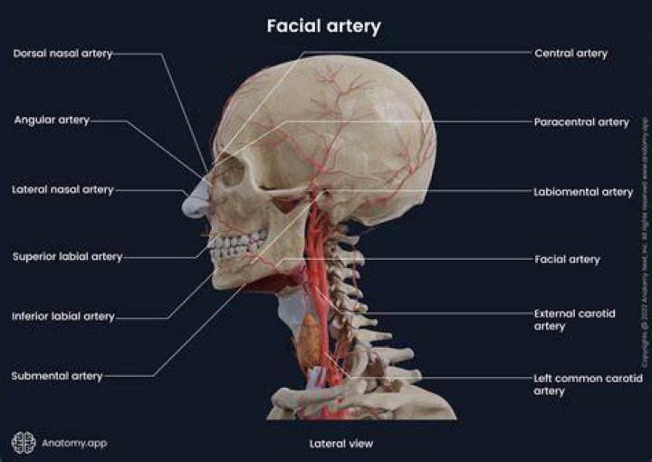 What side of the neck is the carotid artery?