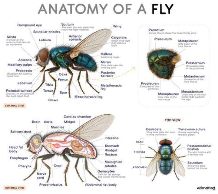 What taxonomic order do blowflies belong to?