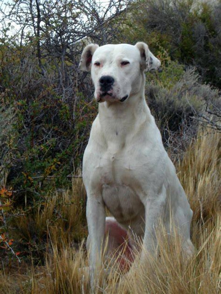 What two dogs make a Dogo?
