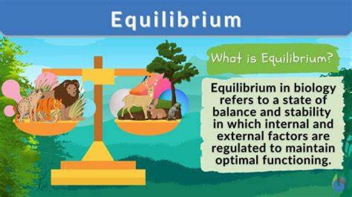What two forces are in equilibrium in the sun?