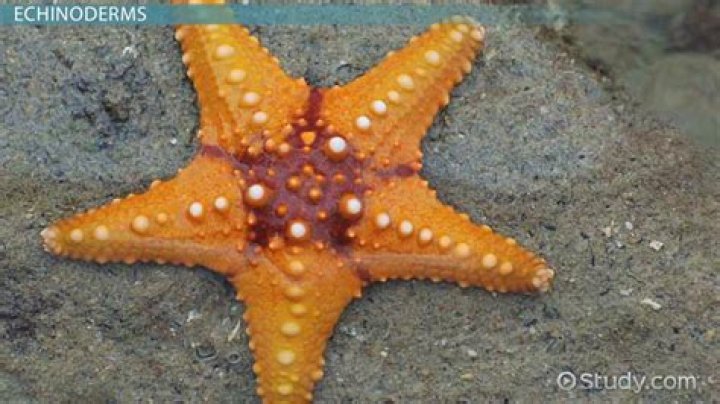 What type of locomotion do echinoderms have?