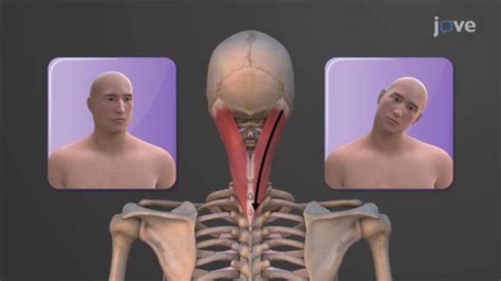What type of muscles are present in sphincter?