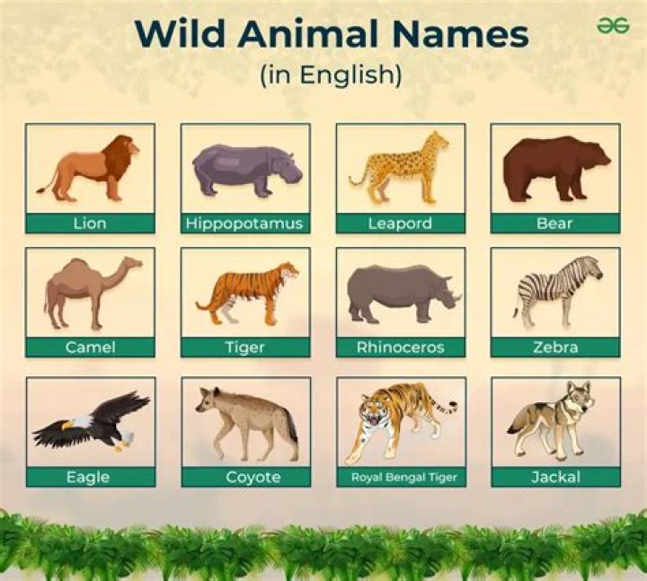 What wild animals are in Afghanistan?