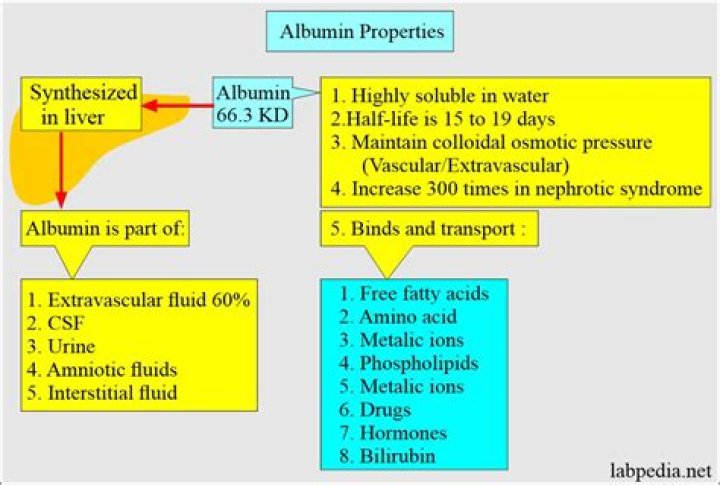 When should phenytoin be corrected for albumin?