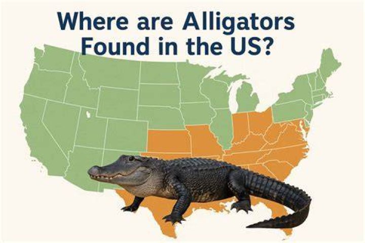 Where are alligators in the food chain?