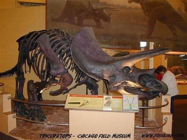 Where are Ceratopsids found?