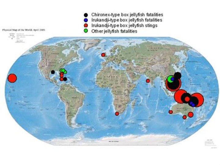 Where are Irukandji jellyfish located?