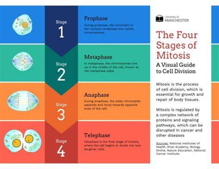 Where are the chromosomes in each phase of mitosis?