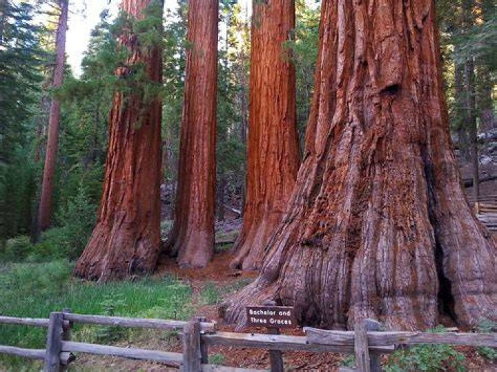 Where are the giant sequoias in Yosemite?