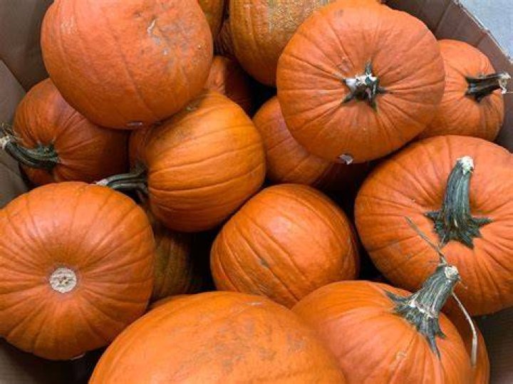 Where can I pick pumpkins today?