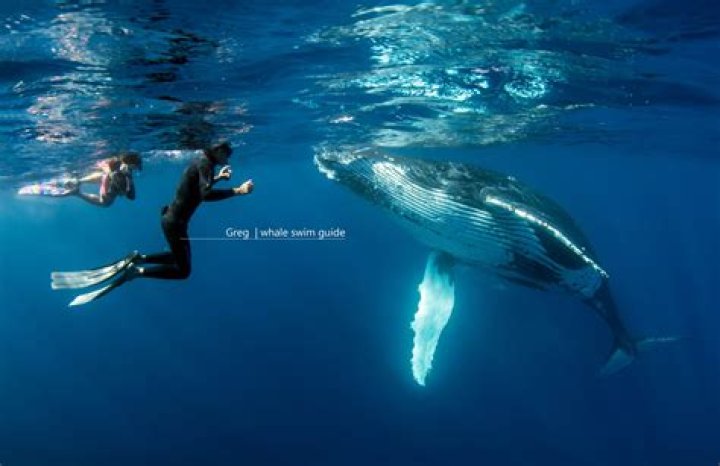 Where can I swim with a beluga whale?