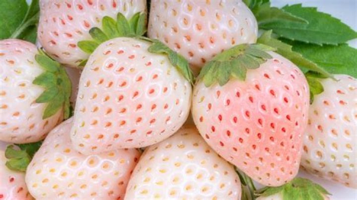 Where did pineberry come from?