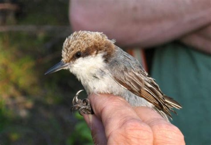 Where do nuthatches breed?
