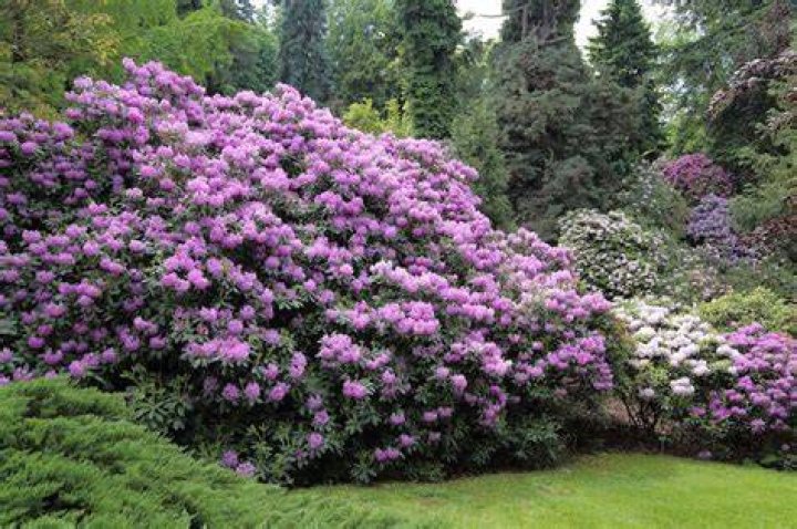 Where do rhododendron trees grow?