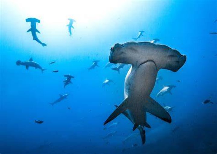 Where do Winghead sharks live?
