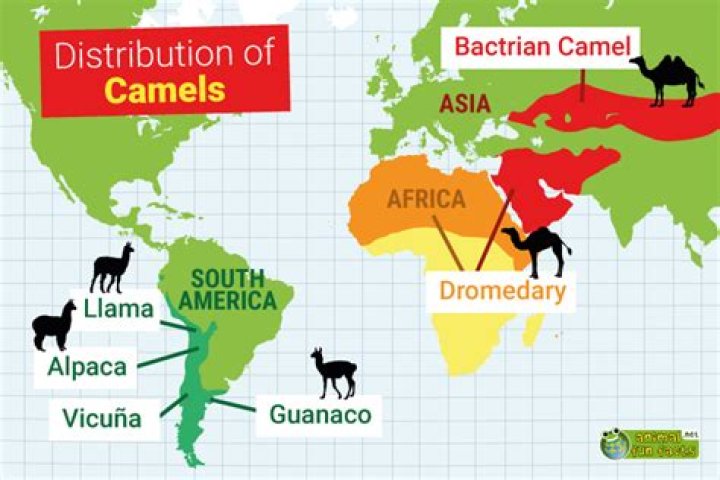 Where does dromedary camel live?