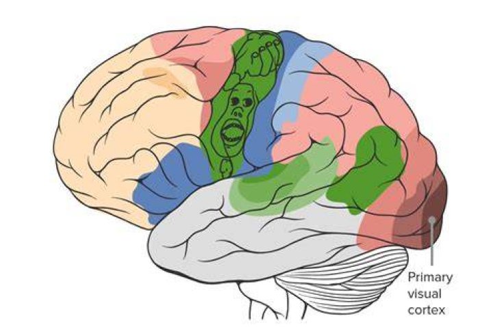 Where does the primary visual cortex sends its information?