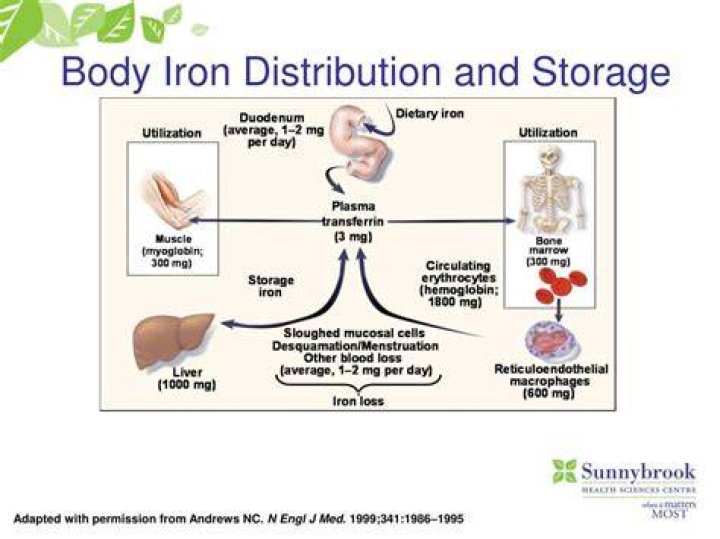 Where is iron stored in the body?
