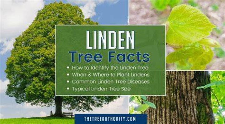 Where is Linden Tree Found?