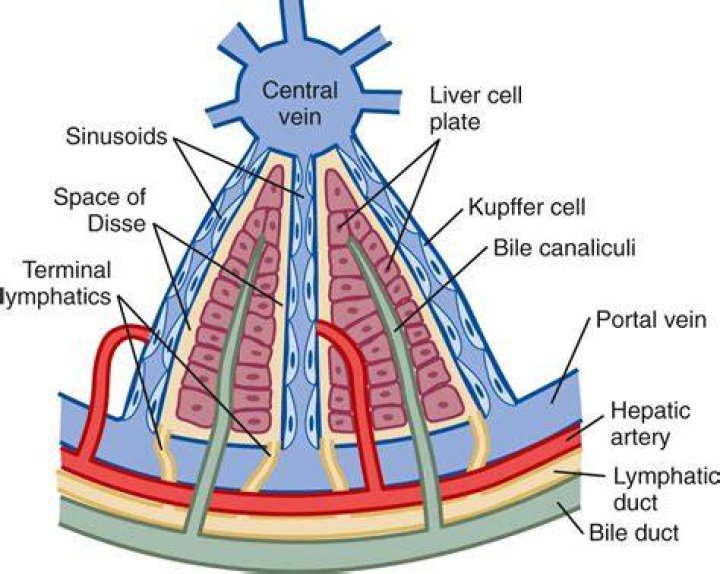 Where is space of Disse located in the liver?