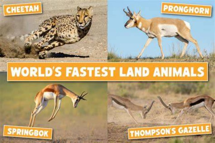 Which animal has fastest speed in the world?