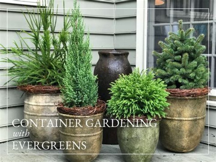 Which conifers grow best in pots?