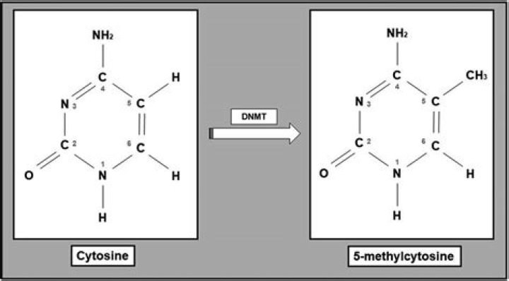 Which cytosine is methylated by DNMT1?