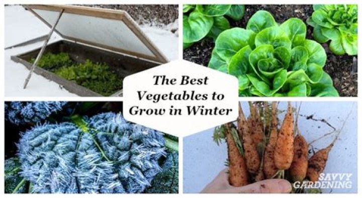 Which garden crops do well in winter?