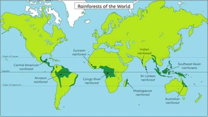 Which group lived in the rainforests of Central America?