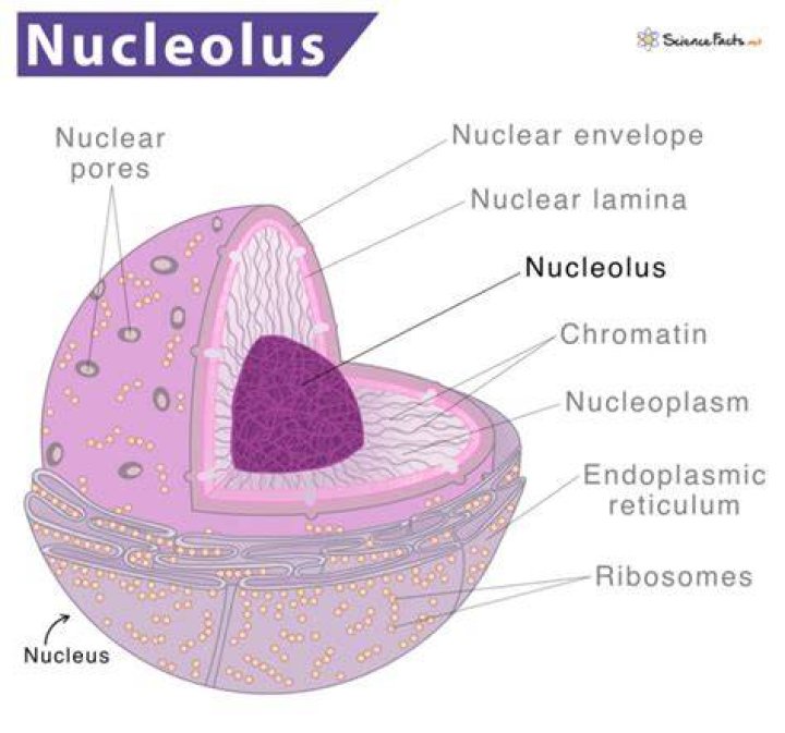 Which is a small spherical body present inside the nucleus?