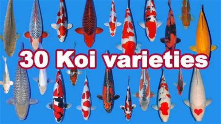 Which koi fish is lucky?