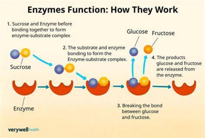 Which method is used for enzyme production?