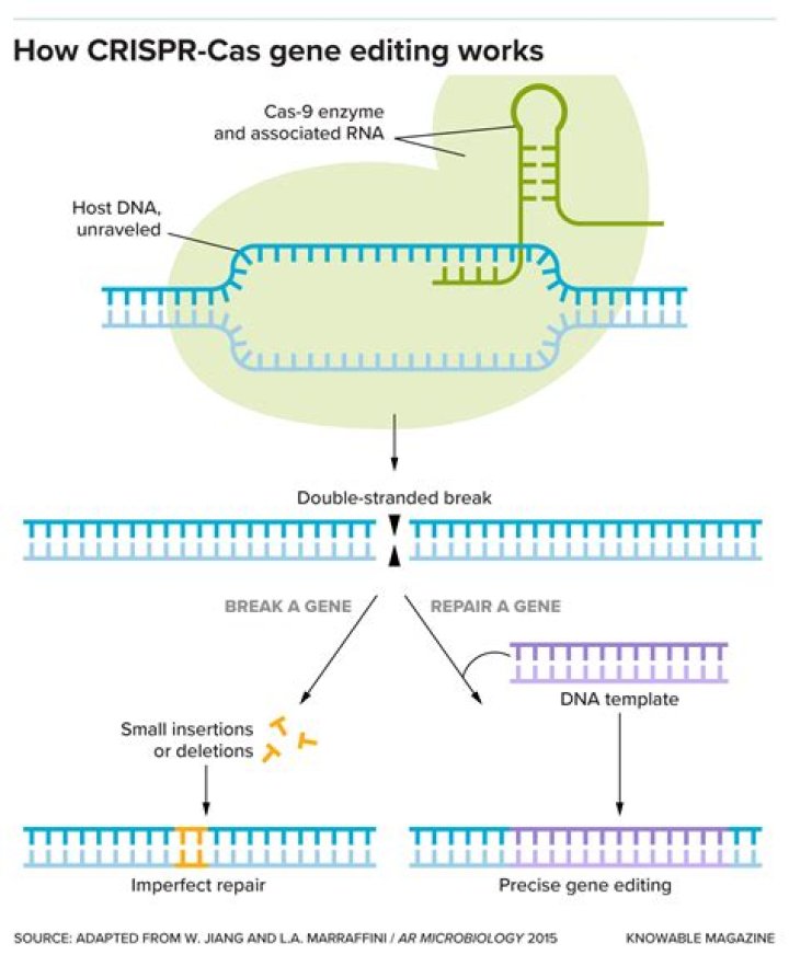 Which molecule is the target of the CRISPR-Cas9 editing system?